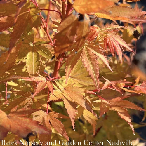  #1 Acer Pal Sango Kaku/ Upright Coral Bark JapaneseMaple