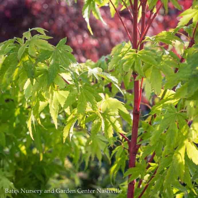  #1 Acer Pal Sango Kaku/ Upright Coral Bark JapaneseMaple
