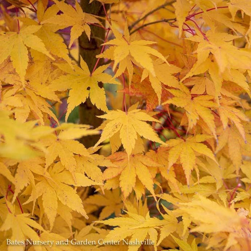  #1 Acer Pal Sango Kaku/ Upright Japanese Coral Bark Maple