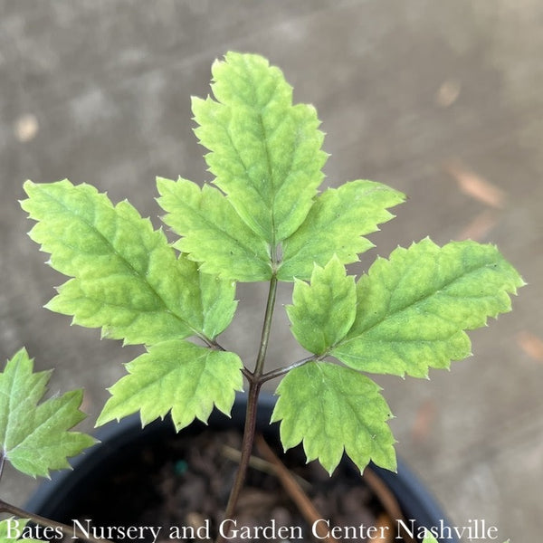  #1 Actaea (Cimicifuga) Pachypoda/ White Baneberry Native (TN)