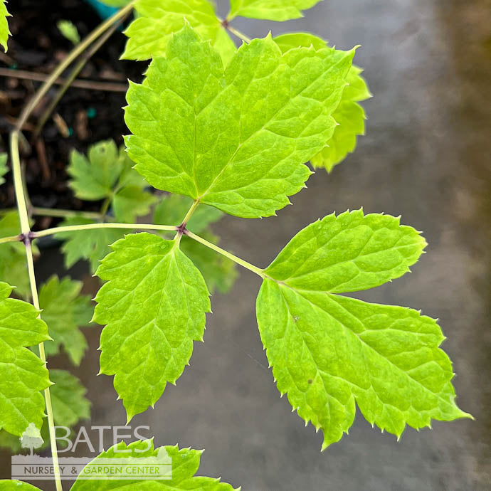  #1 Actaea (Cimicifuga) Pachypoda/ White Baneberry Native (TN)