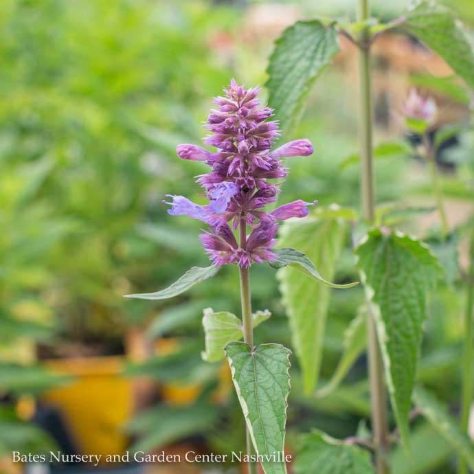  #1 Agastache Foe X Rug Blue Boa/ Giant Anise Hyssop