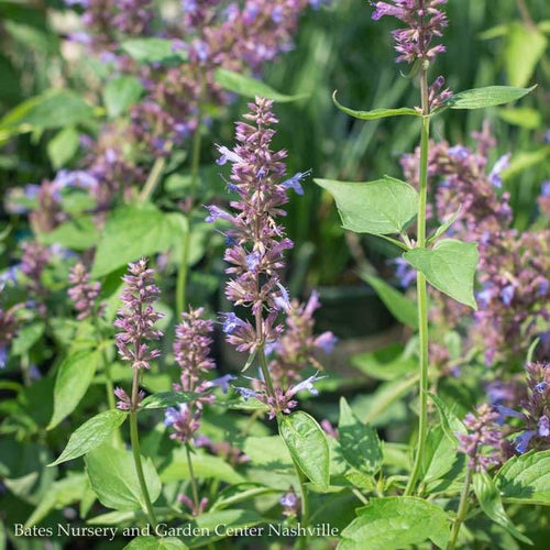  #1 Agastache Foe X Rug Blue Boa/ Giant Anise Hyssop