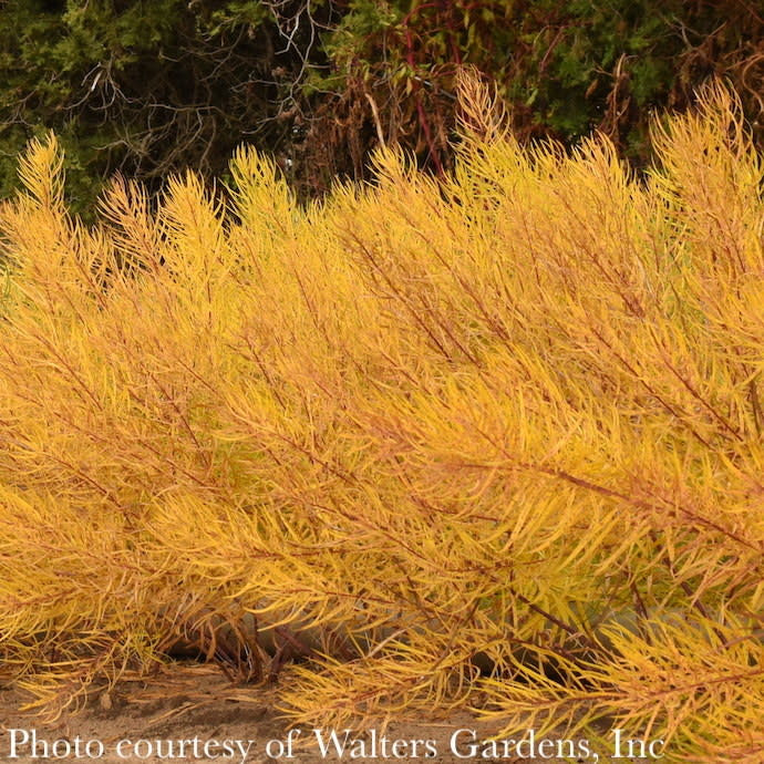  #1 Amsonia Hub String Theory/ Blue Star Native (R)