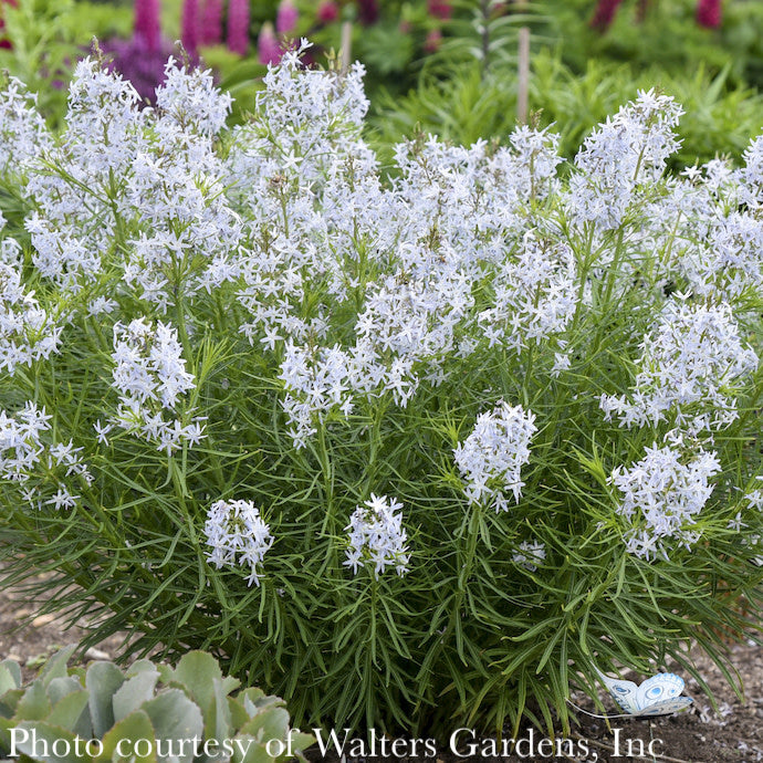  #1 Amsonia Hub String Theory/ Blue Star Native (R)