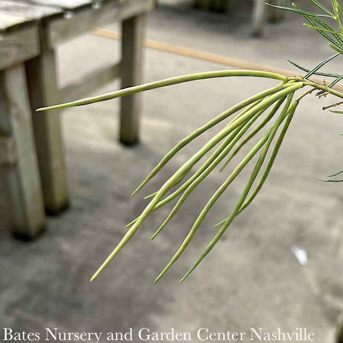  #1 Amsonia Hub String Theory/ Blue Star Native (R)