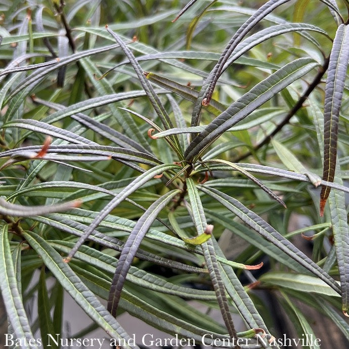  #1 Amsonia Hub String Theory/ Blue Star Native (R)