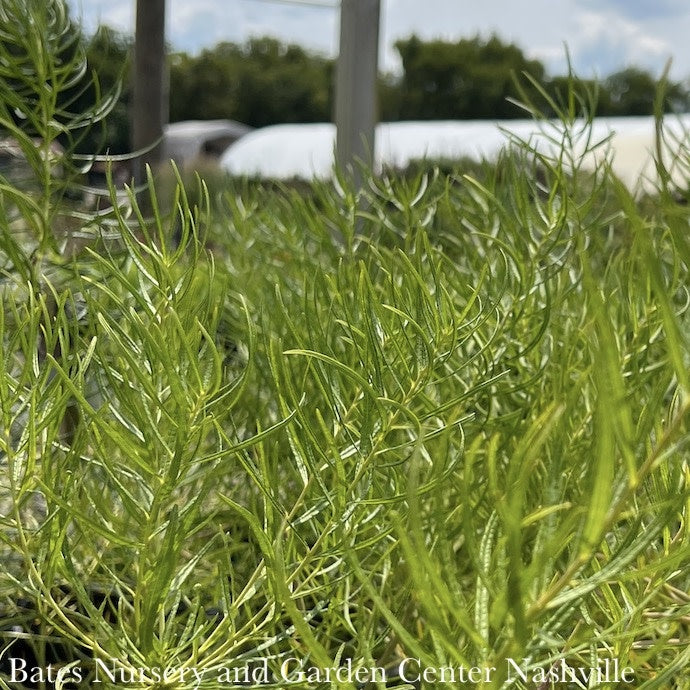  #1 Amsonia Hub String Theory/ Blue Star Native (R)