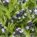 #1 Amsonia Tab Blue Ice/ Blue Star Flower Native (TN)