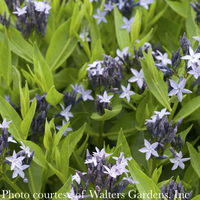  #1 Amsonia Tab Blue Ice/ Blue Star Flower Native (TN)