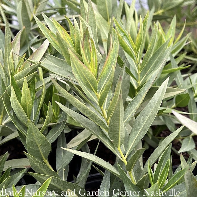  #1 Amsonia Tab Blue Ice/ Blue Star Flower Native (TN)