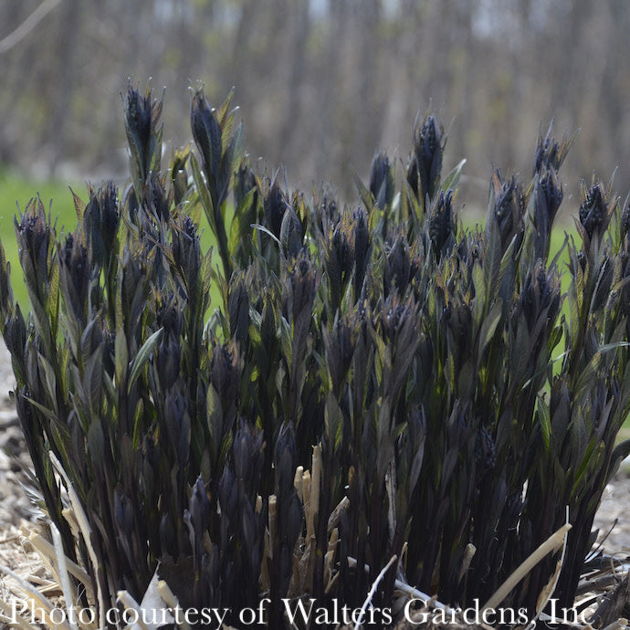  #1 Amsonia Tab Storm Cloud/ Bluestar Flower Native (TN)