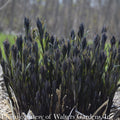  #1 Amsonia Tab Storm Cloud/ Bluestar Flower Native (TN)