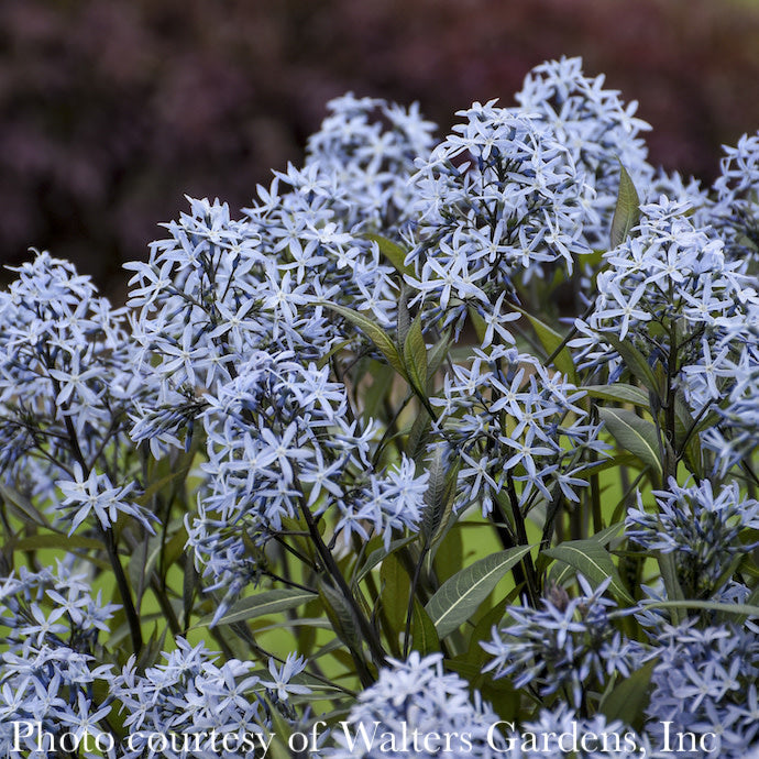  #1 Amsonia Tab Storm Cloud/ Bluestar Flower Native (TN)