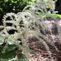  #1 Aruncus Dioicus/ Goats Beard Native (TN)