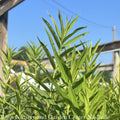  #1 Asclepias Inc Iceberg/ White Swamp Milkweed Native (TN)
