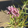 #1 Asclepias Inc Soulmate/ Pink Swamp Milkweed Native (TN)