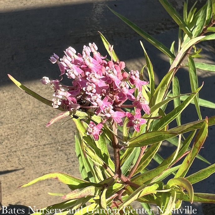  #1 Asclepias Inc Soulmate/ Pink Swamp Milkweed Native (TN)
