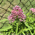  #1 Asclepias Incarnata AB/ Pink Swamp Milkweed Native (TN)