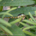  #1 Asclepias Tuberosa/ Butterfly Weed Native (TN)