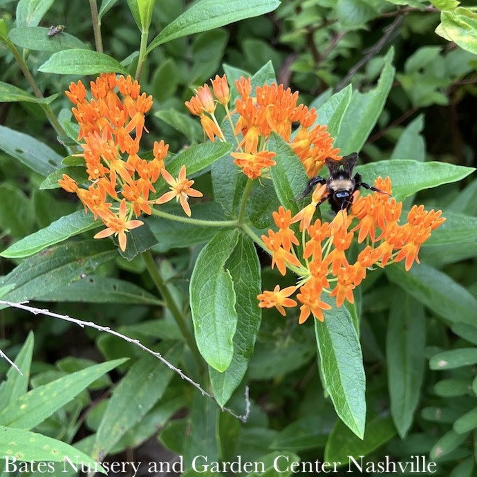  #1Asclepias Tuberosa/ Butterfly Weed Native (TN)