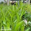  #1 Aster Laeve Var Laeve (Symphyotrichum)/ Smooth Blue Native (TN)