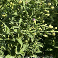  #1 Aster Laevis (Symphyotrichum Laeve) Bluebird AB/ Smooth Blue Native (R)