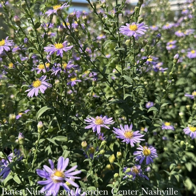  #1 Aster Laevis (Symphyotrichum Laeve) Bluebird AB/ Smooth Blue Native (R)
