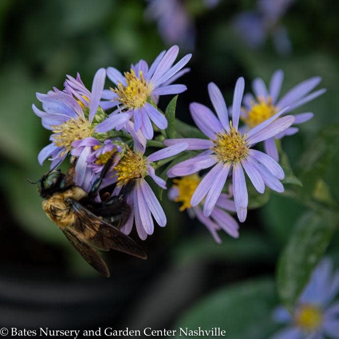  #1 Aster Laevis (Symphyotrichum Laeve) Bluebird AB/ Smooth Blue Native (R)