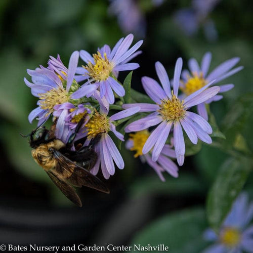  #1 Aster Laevis (Symphyotrichum Laeve) Bluebird AB/ Smooth Blue Native (R)