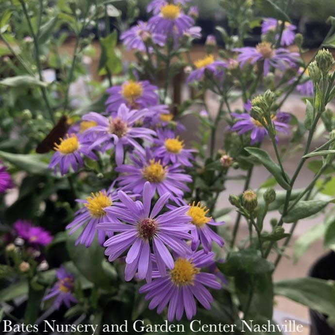  #1 Aster Laevis (Symphyotrichum Laeve) Bluebird AB/ Smooth Blue Native (R)