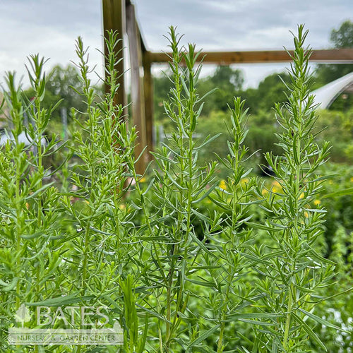  #1 Aster (Symphyotrichum) Ericoides/ White Heath Native (TN)