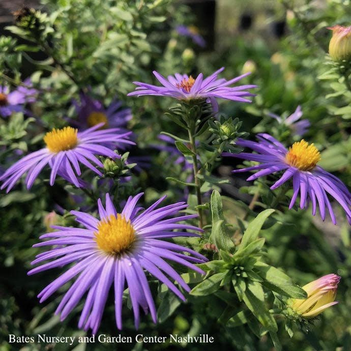  #1 Aster (Symphyotrichum) Oblong AB Raydon's Favorite/ Aromatic Native (TN)