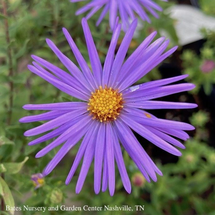  #1 Aster (Symphyotrichum) Oblong Raydon's Favorite/ Aromatic Native (TN)
