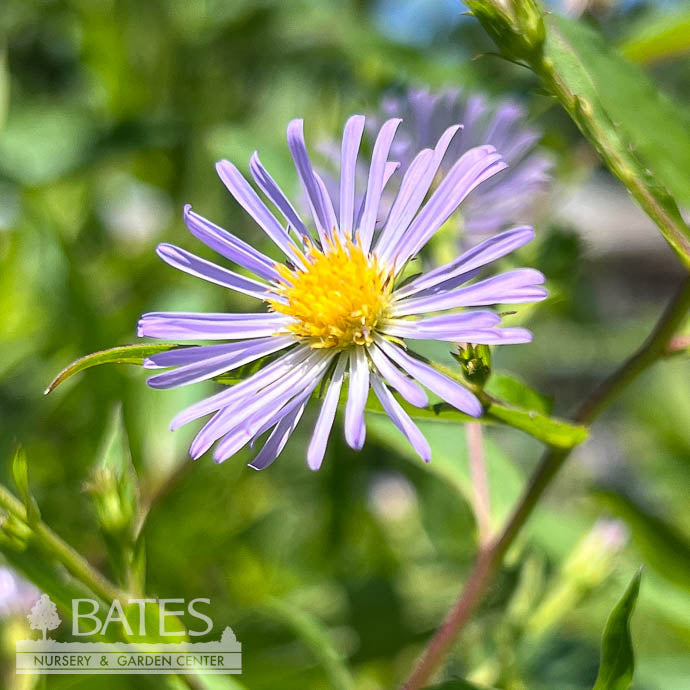  #1 Aster (Symphyotrichum) Puniceus/ Purple Stemmed Swamp Aster Native (TN)