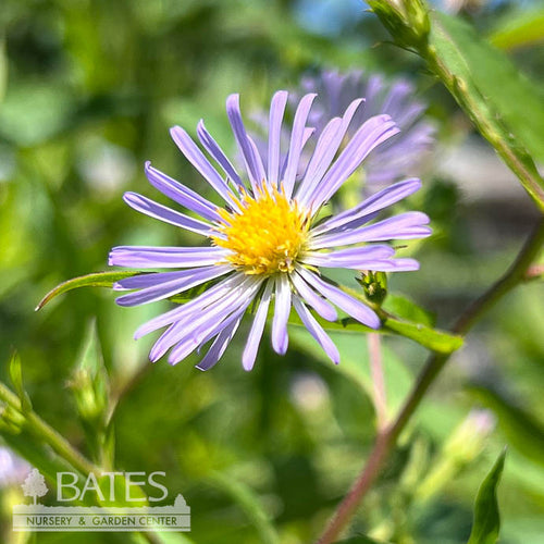  #1 Aster (Symphyotrichum) Puniceus/ Purple Stemmed Swamp Aster Native (TN)