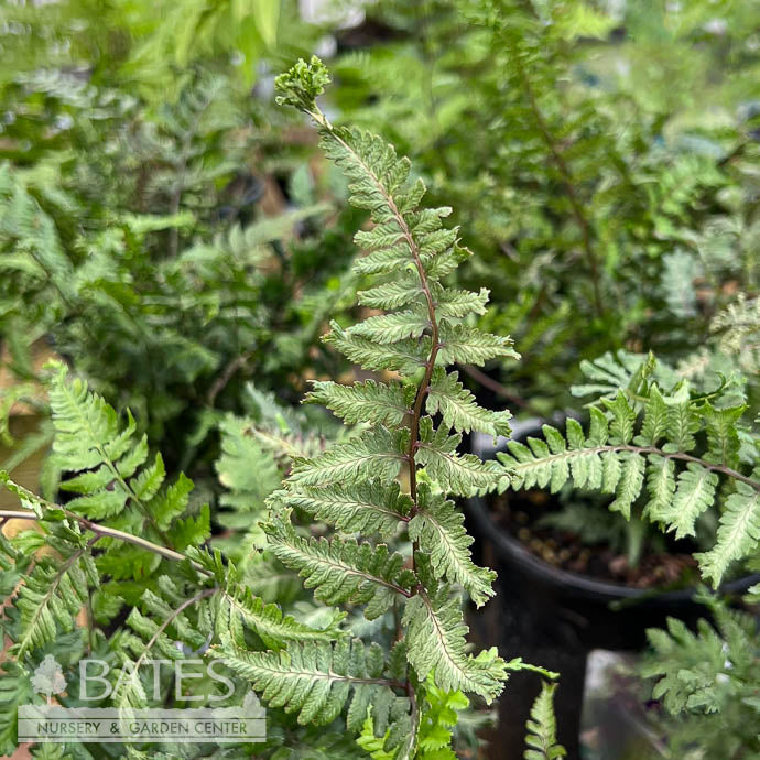  #1 Athyrium Nip Apple Court/ Japanese Painted Fern