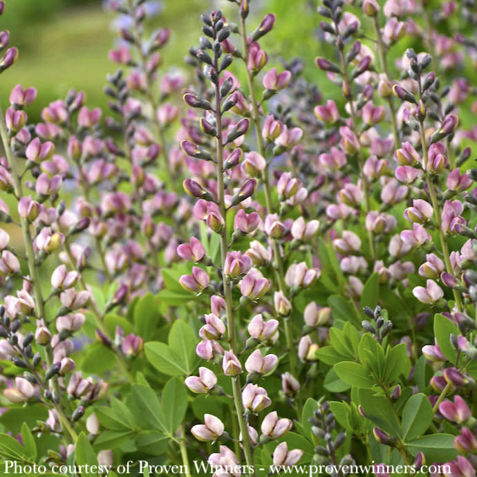  #1 Baptisia X PW Decadence Deluxe 'Pink Truffles'/ False Indigo
