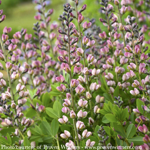  #1 Baptisia X PW Decadence Deluxe 'Pink Truffles'/ False Indigo