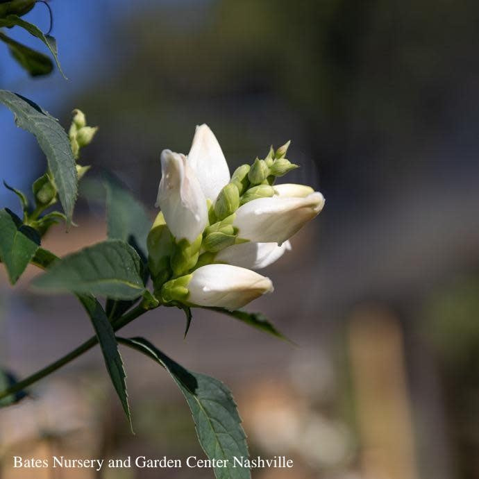  #1 Chelone Glabra NGN/ White Turtlehead Native (TN)