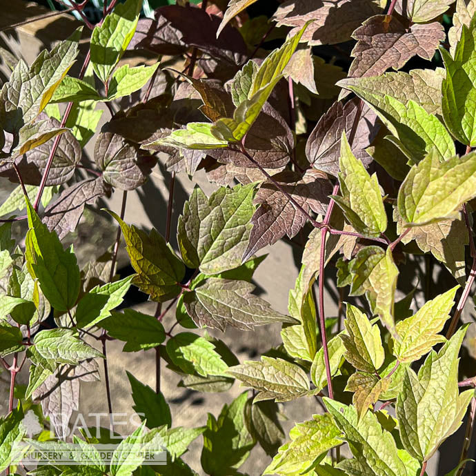  #1 Clematis Virginiana/ Virgin's Bower Native (TN)