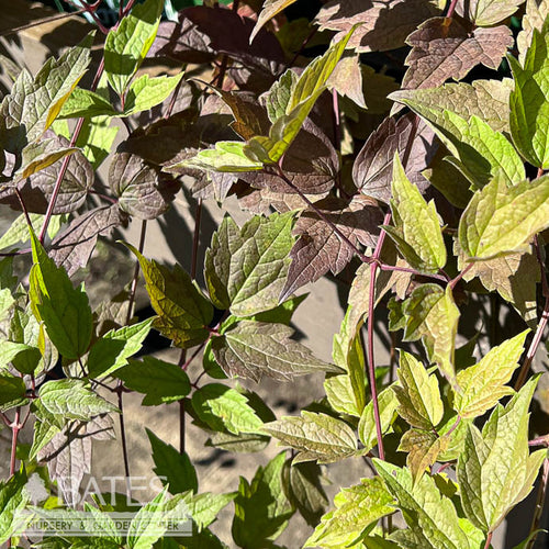 #1 Clematis Virginiana/ Virgin's Bower Native (TN)