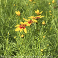  #1 Coreopsis Vert Sizzle & Spice 'Curry Up'/ Yellow And Red Tickseed Native (TN)
