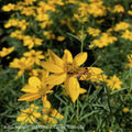  #1 Coreopsis Vert Zagreb/ Yellow Whorled Tickseed Native (TN)