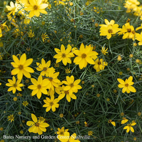  #1 Coreopsis Vert Zagreb/ Yellow Whorled Tickseed Native (TN)