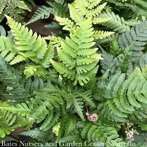  #1 Dryopteris Ery Compacta/ Autumn Fern