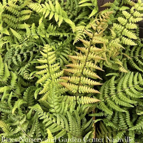  #1 Dryopteris Wallichiana Jurassic Gold/ Wood Fern
