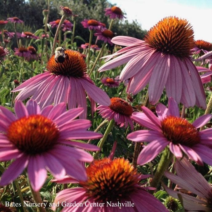  #1 Echinacea Pur Magnus/ Purple Coneflower Native (TN)