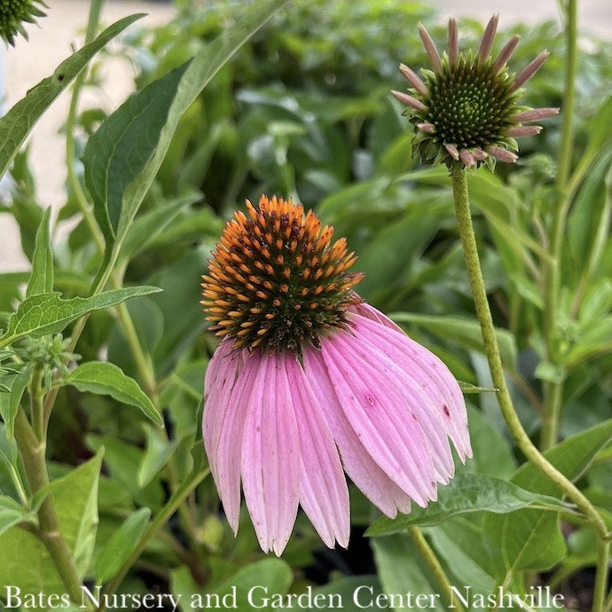  #1 Echinacea Purpurea/ Coneflower Native (TN)