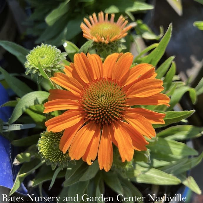  #1 Echinacea X Prima Saffron/ Gold Coneflower